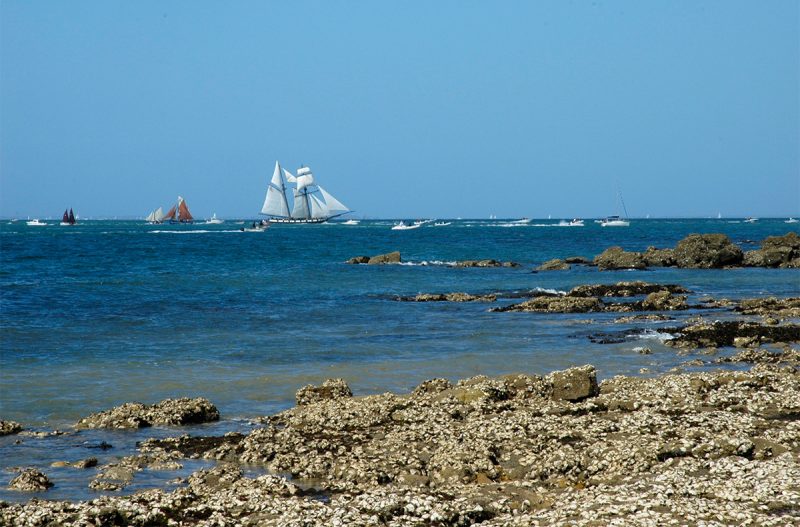 Huîtres sauvages sur les rochers de Port-Navalo
