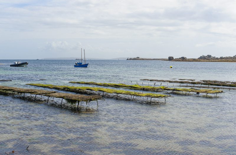 Premiers essais d'élevage des huîtres sur l'île de Sein