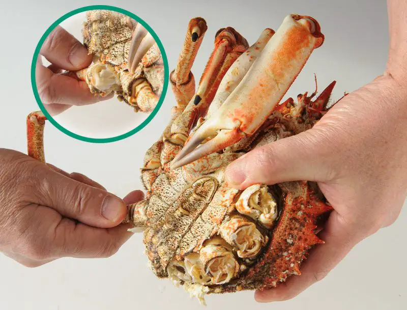 Elever les pattes du crabe