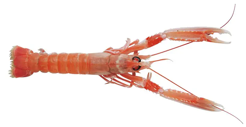 Une belle langoustine