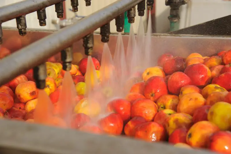 le rinçage de pommes avant fabrication du cidre