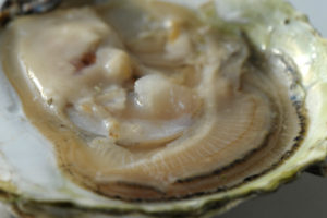 La texture de l'huître