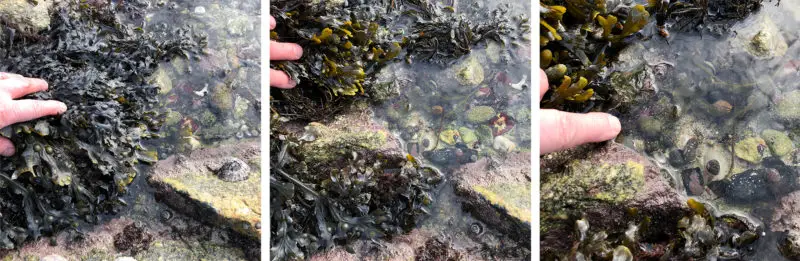Comment pêcher le bigorneau sous les algues