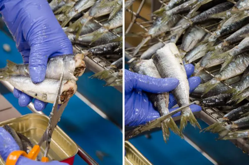 La finition des sardines avant mise en boîtes