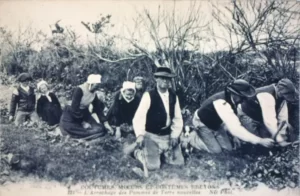 Récolte des pommes de terre en famille au début du XXe siècle