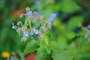 Les fleurs de bourrache comestibles