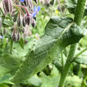 Feuille de bourrache