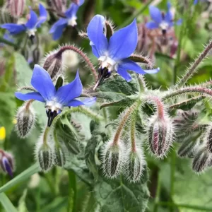 Fleur de bourrache