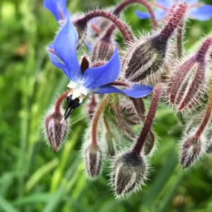 Détail de fleur de bourrache