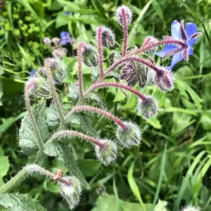 Grappe de fleurs de bourrache