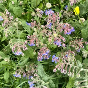 Plant de bourrache