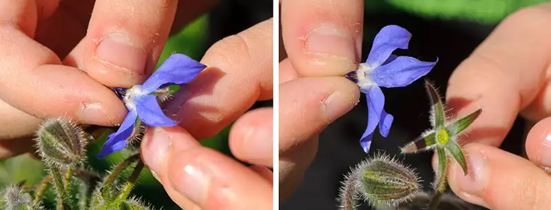 Comment cueillir les fleurs de bourrache