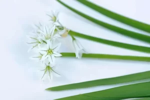 Fleurs et tiges d'ail triquètre