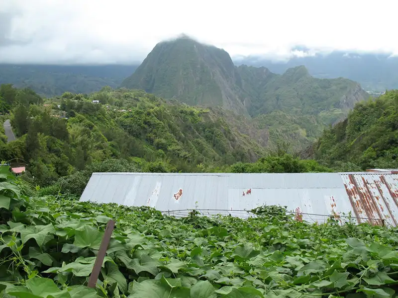 Une plantation de chayotte à La Réunion