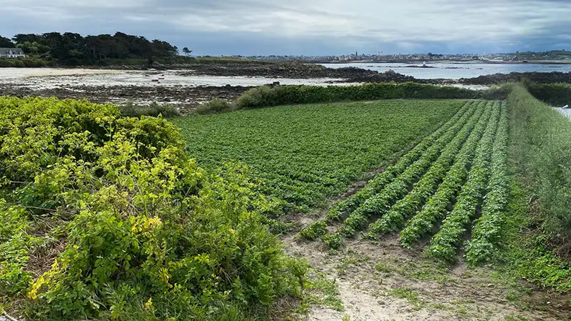Culture de pommes de terre primeurs à l'île de Batz