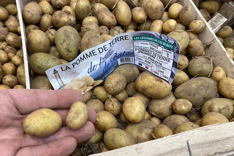 Comment choisir les pommes de terre primeur
