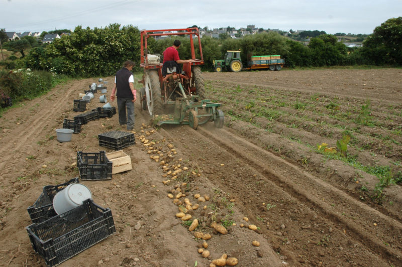 Récolte de pomme de terre primeur