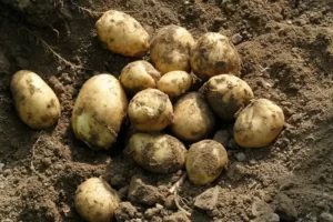 Pommes de terre nouvelles