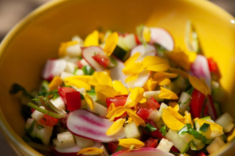 Salade de crudités aux fleurs d'ajonc
