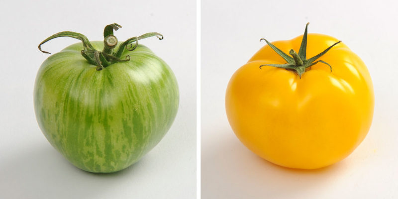 Tomates vertes et jaunes