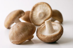 Le champignon shiitaké