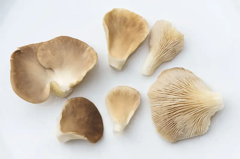 Le champignon pleurote