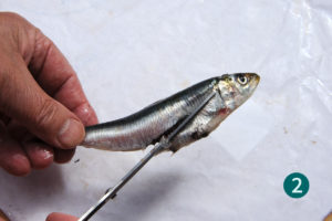 Vider les sardines, méthode rapide, étape 2