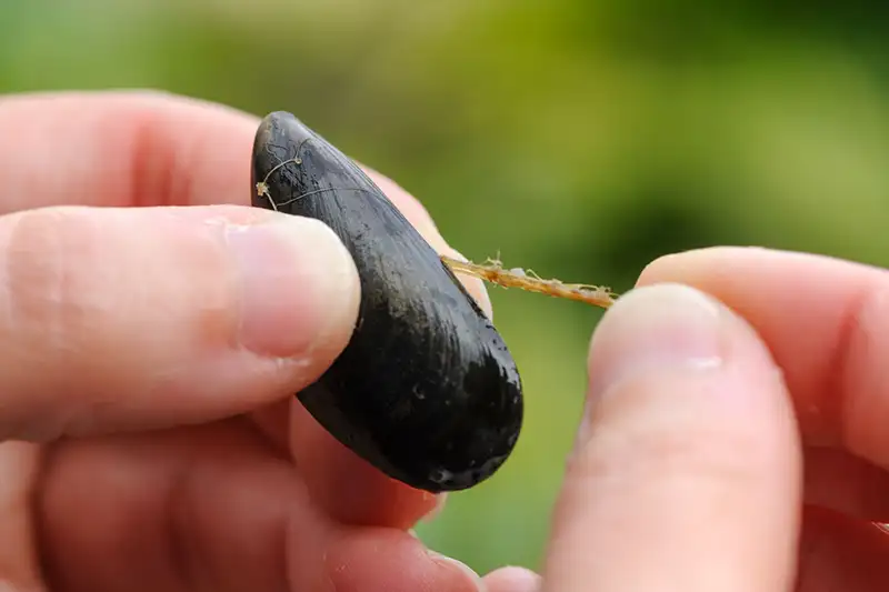 Enlever le byssus des moules