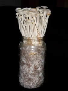 Culture de champignon enoki