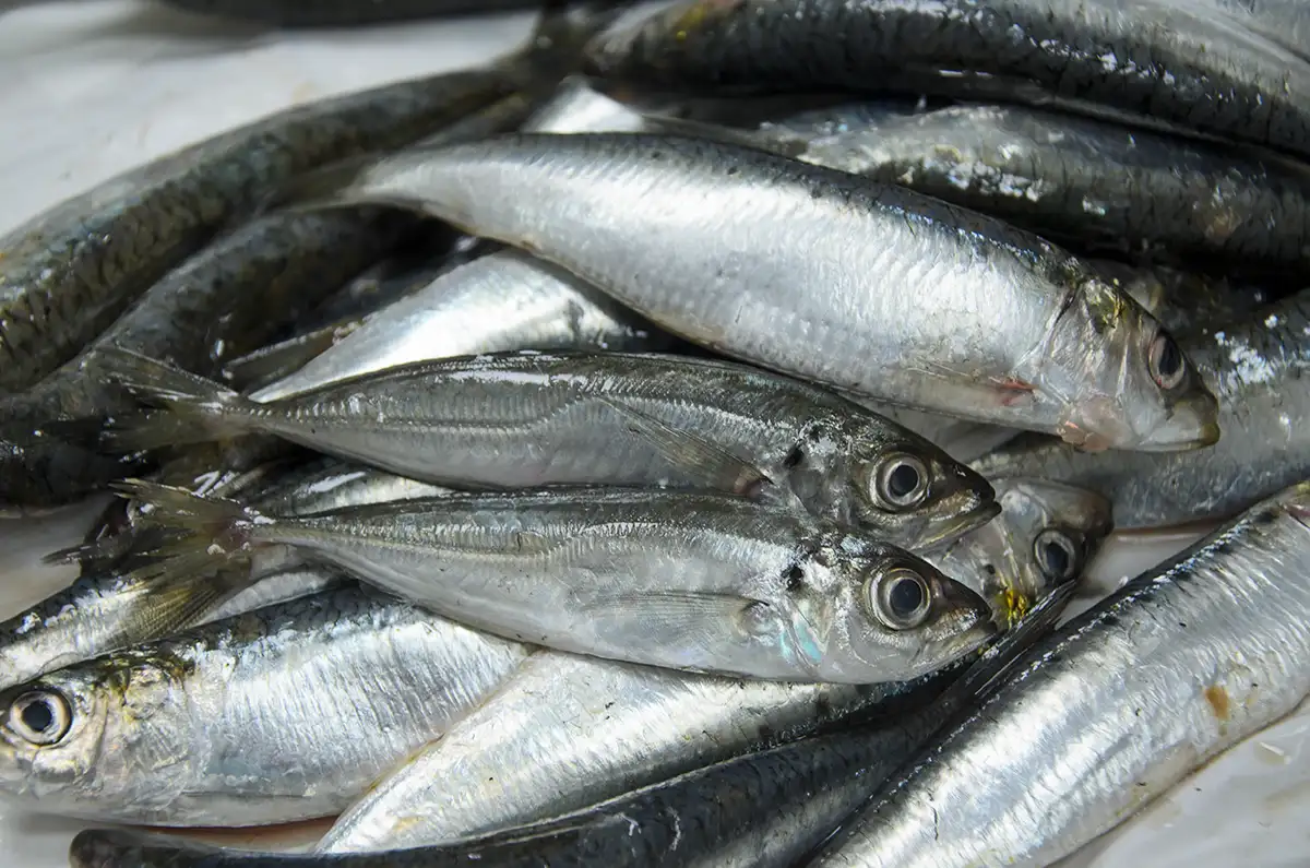 Chinchards parmi les sardines