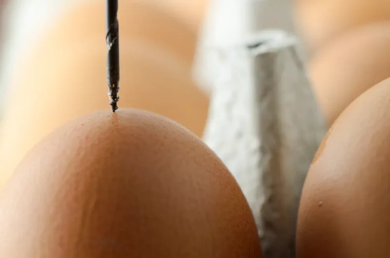 Comment percer la coquille d'œuf
