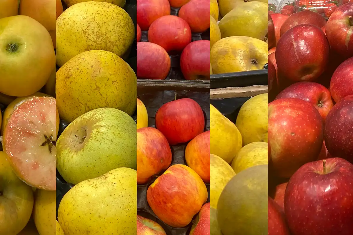 Comment choisir les variétés de pommes