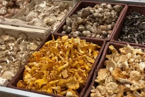 Les champignons qu'on peut trouver sur les étals