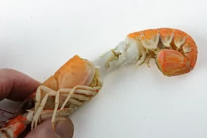 Comment décortiquer une langoustine