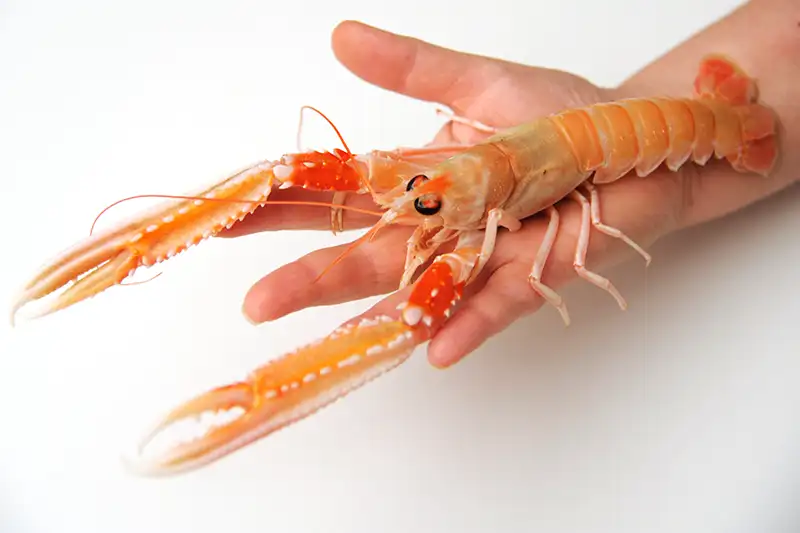 Langoustine royale