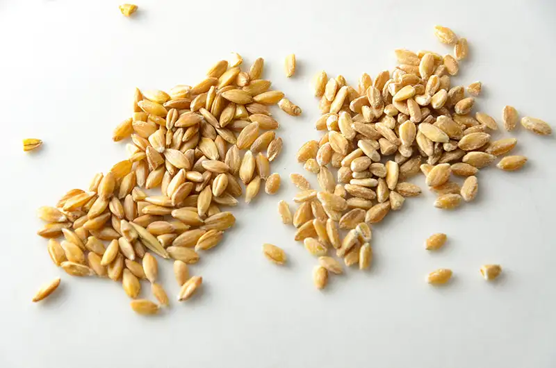 Grains de petit épeautre non mondés et mondés