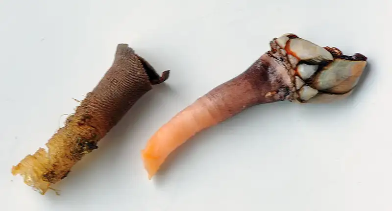 Un pouce-pied décortiqué
