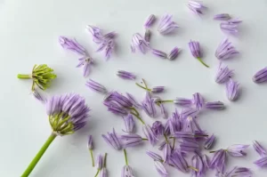 Comment détacher les fleurs de ciboulette